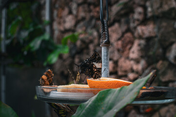Butterflies feeding on fruit in a garden in Denmark during a sunny afternoon