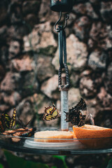 Butterflies gather around fruit in a serene setting in Denmark