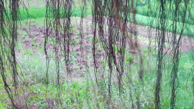 Typical aerating root, pneumatophore rootaerating root, pneumatophore root in tropical wet climate. Vietnam