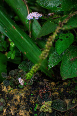 Beautiful green plants and vibrant flowers captured in a Danish forest during a rainy day