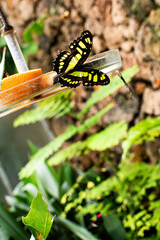 Colorful butterfly resting on a glass in a garden in Denmark during a sunny afternoon