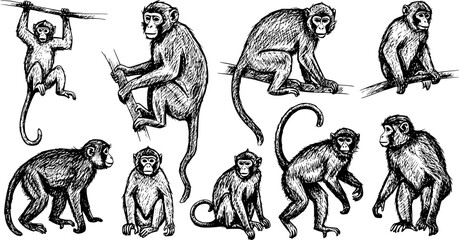 Sketched set of monkey silhouettes isolated
