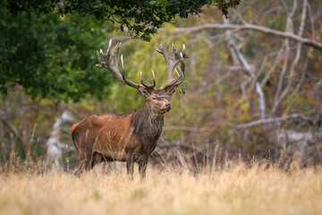 Deer male buck ( Cervus elaphus ) during rut