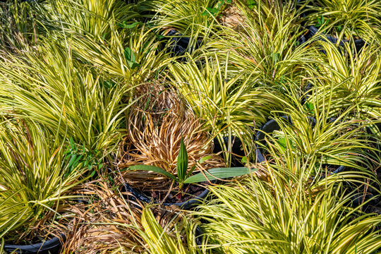 Hakonechloa macra, commonly called Japanese forest grass or Hakone grass, is a rhizomatous, shade-loving, deciduous perennial grass that is native both to moist mountain areas including wet rocky clif