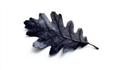 A single dark oak leaf, isolated on a white background