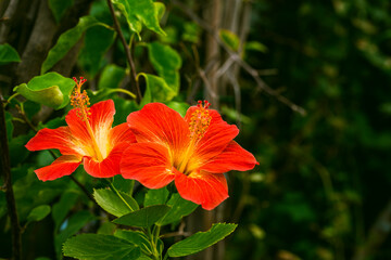 Hibiscus  rosa sinensis, known colloquially as Chinese hibiscus, China rose, Hawaiian hibiscus, rose mallow and shoeblack plant, is a cultigen of tropical hibiscus, a flowering plant in the Hibisceae