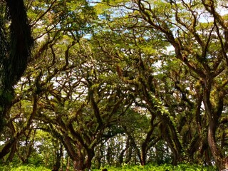 Trees Tunnel
