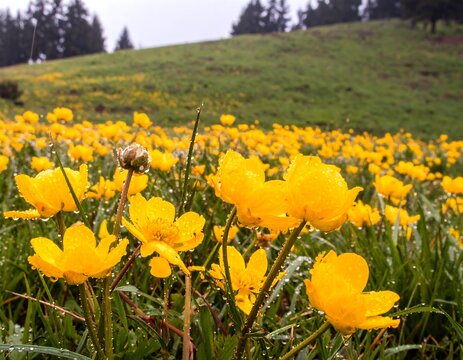 A field of vibrant yellow wildflowers covered in dew drops - Powered by Adobe