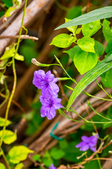 Ruellia tuberosa, also known as minnieroot, fever root, snapdragon root and sheep potato, is a species of flowering plant in the family Acanthaceae. Its native range is in Central America but it has b
