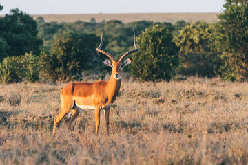 impala in the savannah