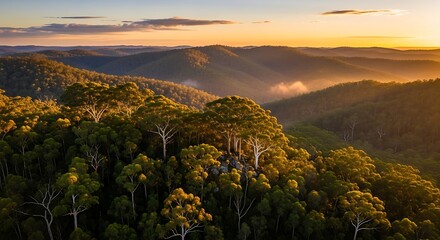 Naklejka premium Golden hour illuminates a tranquil mountain forest with lush vegetation
