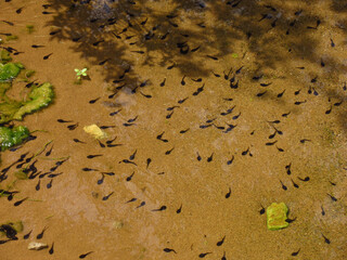 Lots of Tadpoles Gathering in a Pond