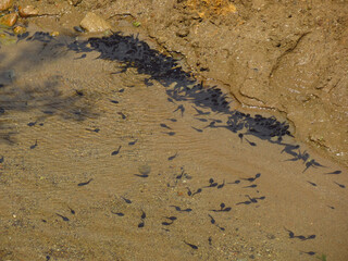 Lots of Tadpoles Gathering in a Pond