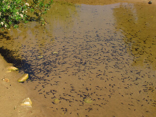 Hundreds of Tadpoles Gathering in a Pond