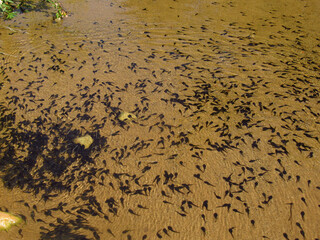 Hundreds of Tadpoles Gathering in a Pond