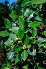 Obraz premium Ficus microcarpa, also known as Chinese banyan, Hill's weeping fig, small-fruited fig, Malayan banyan, Indian laurel, or curtain fig, is a species of banyan tree in the family Moraceae.