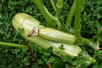 Obraz premium Green Zucchini vegetable plant in the garden. Harvest concept. Fresh vegetables for good health. ingredients for cooking.