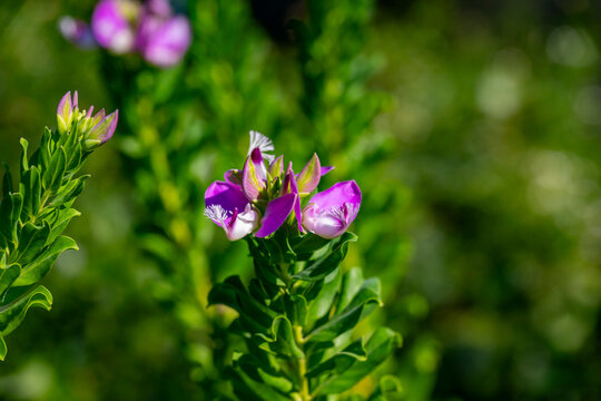 Polygala myrtifolia, the myrtle-leaf milkwort, is an evergreen 2&ndash;4 m tall South African shrub or small tree found along the southern and south-eastern coasts, from near Clanwilliam in the Western Cape