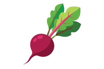 Single beet with green leaves extends from it against a clear, clean white backdrop