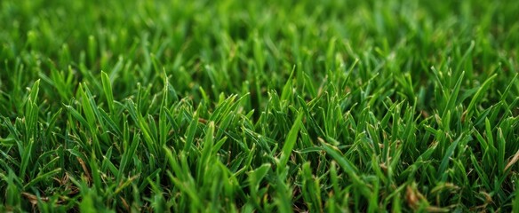 Fototapeta premium The grass close-up vibrant green lawn texture background with dew and sunlight