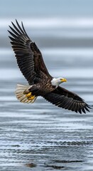 Fototapeta premium Majestic Bald Eagle Soaring Gracefully Over Water A Stunning Display of Wildlife in Flight, Captured in Perfect Detail