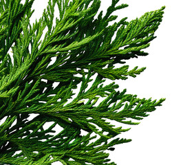 Close-up of fresh green pine and fir tree branches with needles for a festive winter holiday decoration
