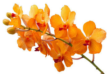 A branch of an orange tree with a bright orange flower isolated on a white background