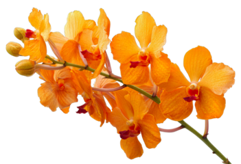 A branch of an orange tree with a bright orange flower isolated on a white background