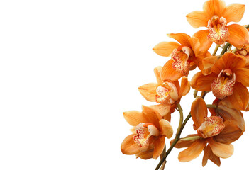 Beautiful isolated orange flower with vibrant petals on a white background