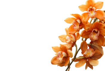Beautiful isolated orange flower with vibrant petals on a white background