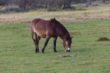 Wild horses peacefully grazing in a meadow. Wildlife in the reserve in autumn.