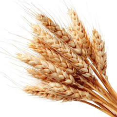 Isolated golden ears of ripe wheat, a symbol of agriculture and a bountiful harvest
