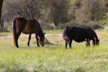 Wild horses peacefully grazing in a meadow. Wildlife in the reserve in autumn.