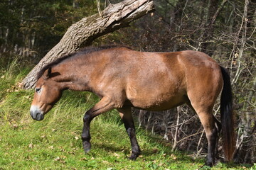 Wild horses peacefully grazing in a meadow. Wildlife in the reserve in autumn.