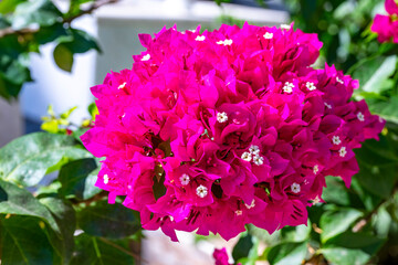 Fototapeta premium Bougainvillea glabra, the lesser bougainvillea or paperflower, is the most common species of bougainvillea used for bonsai. The epithet 'glabra' comes from Latin and means 