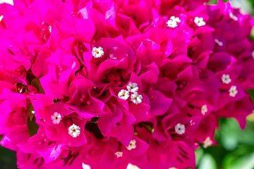 Selbstklebende Fototapeten Pink Bougainvillea glabra, the lesser bougainvillea or paperflower, is the most common species of bougainvillea used for bonsai. The epithet 'glabra' comes from Latin and means "bald"  © enderbayindir