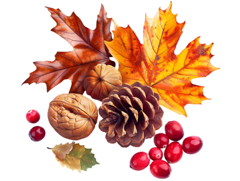 Professional studio image of highly detailed autumn-themed composition isolated , featuring two large maple leaves with vibrant fall colors blend Isolated to Transparent Background