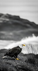 Striking bald eagle rests on a rugged rock, its vibrant plumage sharply contrasting with the stark, desaturated mountain wilderness, highlighting the raw beauty and power of nature