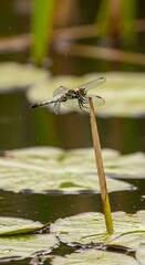 Dragonfly on a Stem A Serene Pond Scene with Lily Pads and a Perched Insect