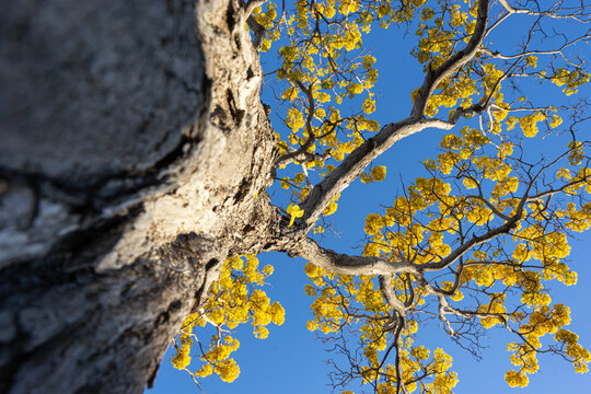 Yellow flower of spring tree falling down, tabebuia donnel smithii, Primavera tree, yellow flower tree, Roseodendron donnel smithii, Cortez Blanco tree, amapa prieta, Tabebuia chrysantha.