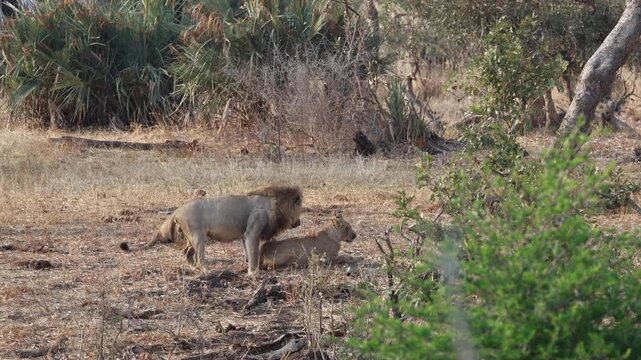 Pair of lions mating in Kruger National Park, South Africa