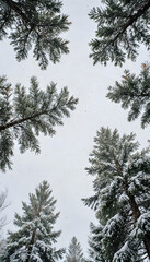 Obraz premium Snow-covered pine trees against a gray sky in winter landscape 