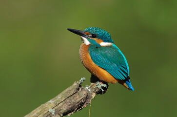 kingfisher on a branch