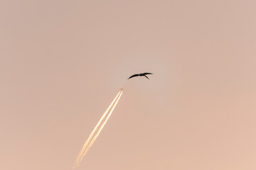 Red Kite gliding in warm Irish sky, twin plane contrails below at sunset light,
