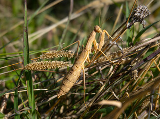 Close-up of praying mantis in the grass on the outskirts of Tbilisi, Georgia