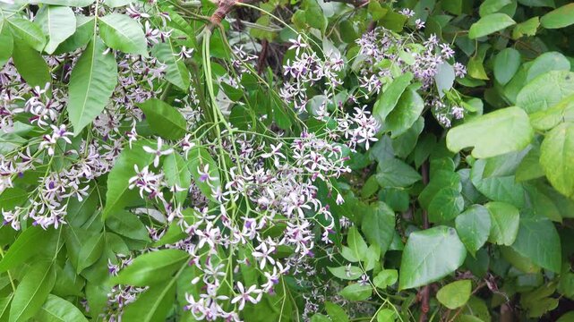 chinaberry tree (Melia azedarach) deciduous tree in the mahogany family Meliaceae. Repel insects and its berries were used for home-made whiskey, ornamental tree, toxic to cats. Introduced Vietnam