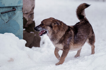 Snowy day adventure of a playful dog exploring a winter landscape near a blue container