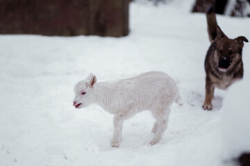 Playful goat kid and curious dog exploring a snowy landscape during a winter afternoon