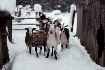 Herd of goats walking through snowy path near wooden barn in winter season