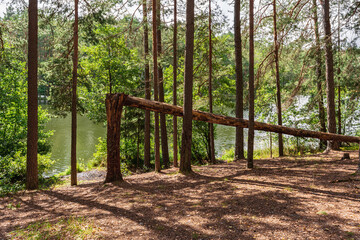 A peaceful forest scene with tall pine trees and a fallen tree trunk leaning horizontally,...